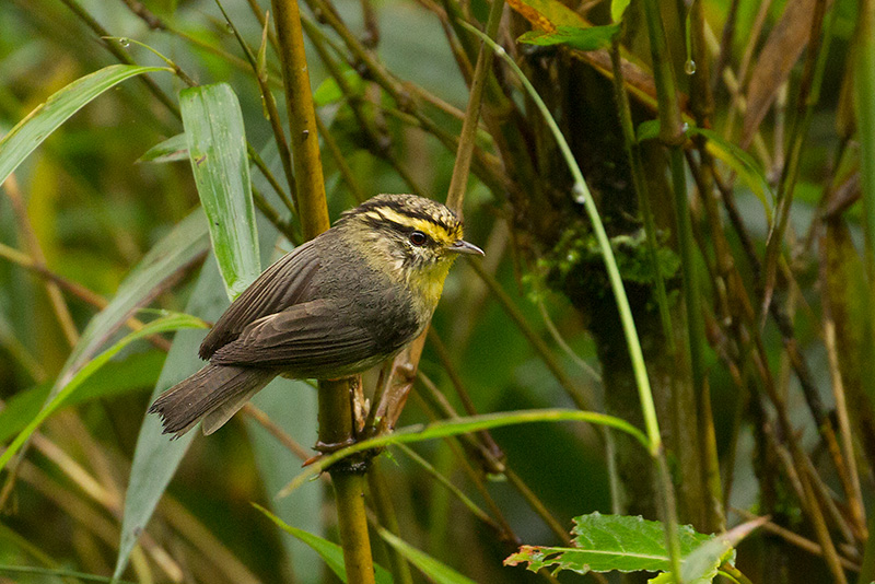 Yellow-throated Fulvetta