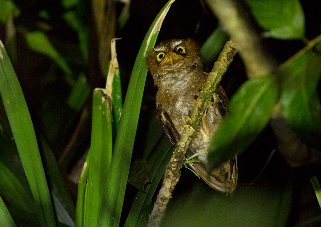 Flores Scops Owl