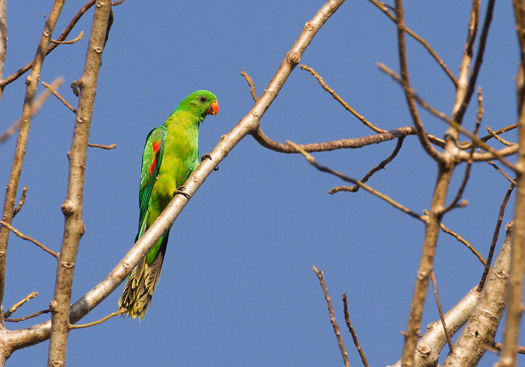 Olive-shouldered Parrot