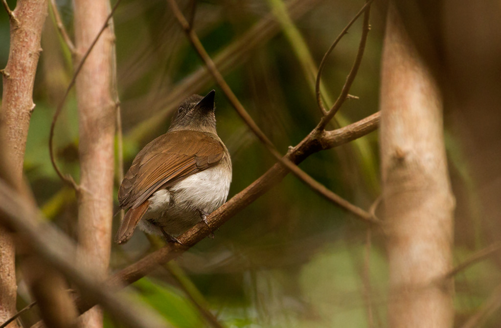 Sumba Jungleflycatcher (Russet-backed)