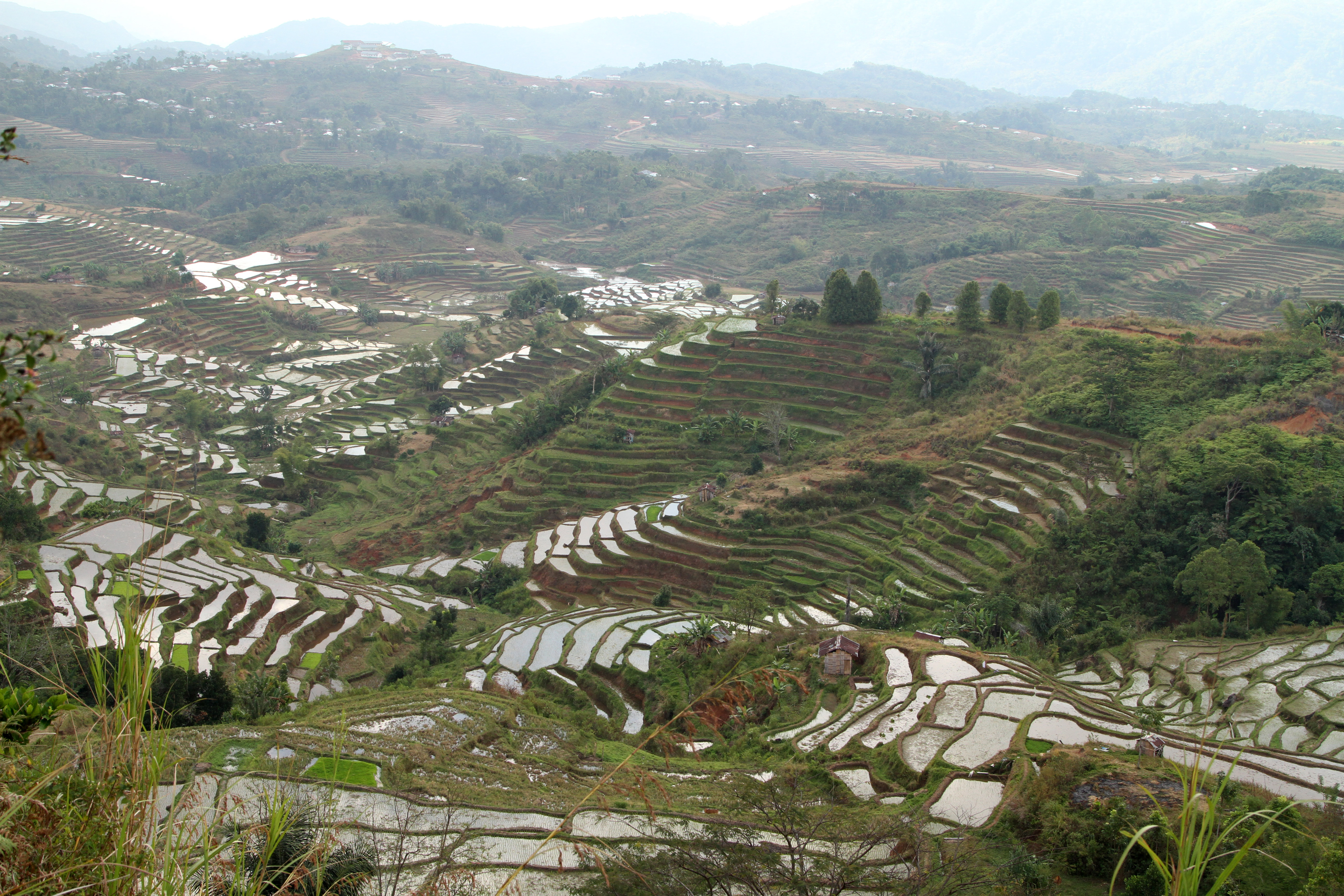 Terrace rice fields 