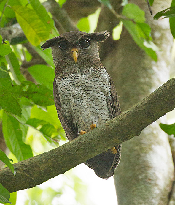 Asian Barred Eagle-Owl