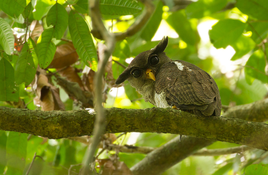 Asian Barred Eagle-Owl