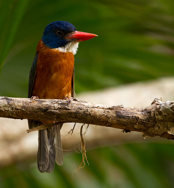 Green-backed Kingfisher