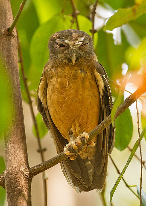 Ochre-bellied Boobook (Ninox ochracea)