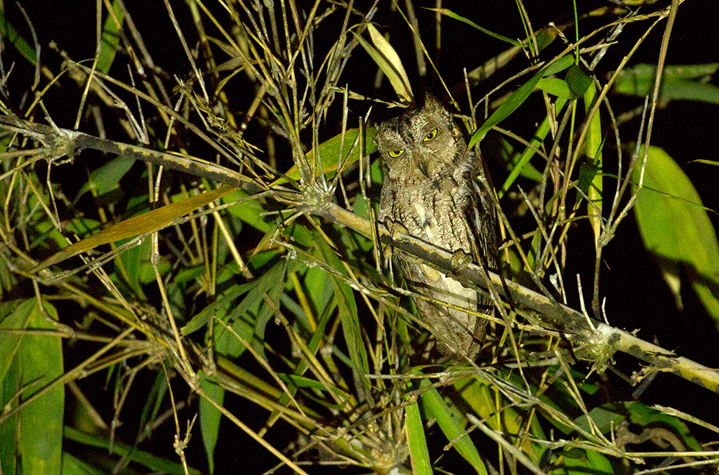 Moluccan Scops Owl