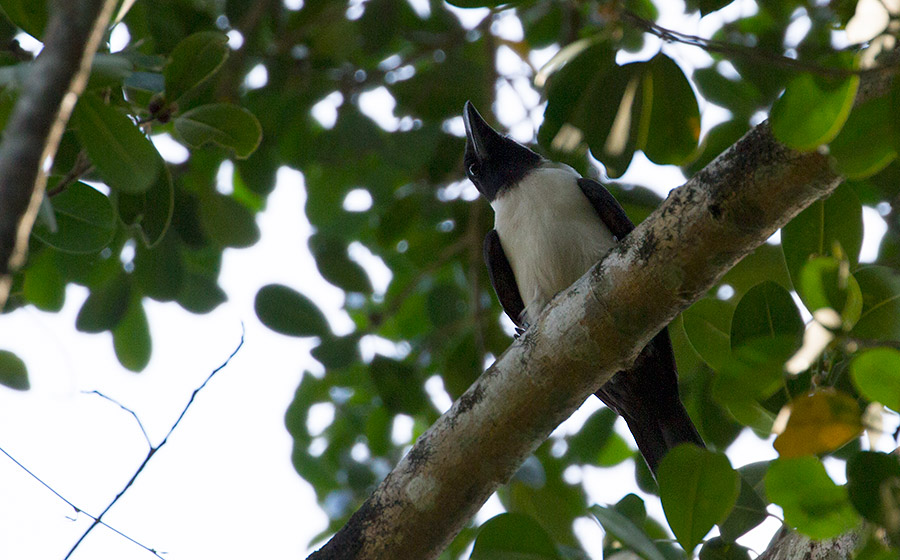 Piping Crow