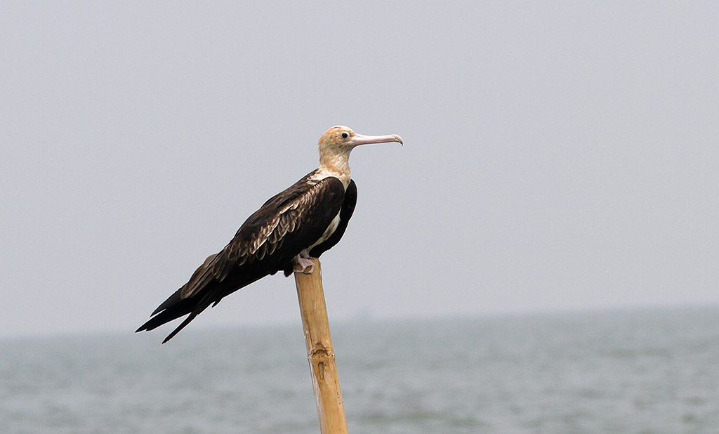 Lesser Frigatebird, juv