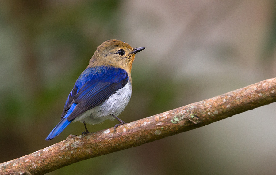 Sapphire Flycatcher