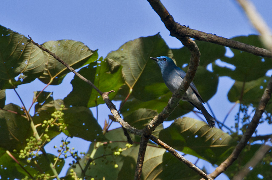 Pale Blue Flycatcher