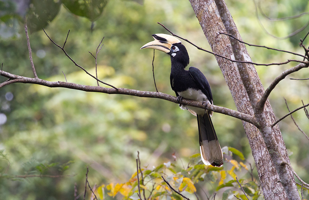 Pied Hornbill