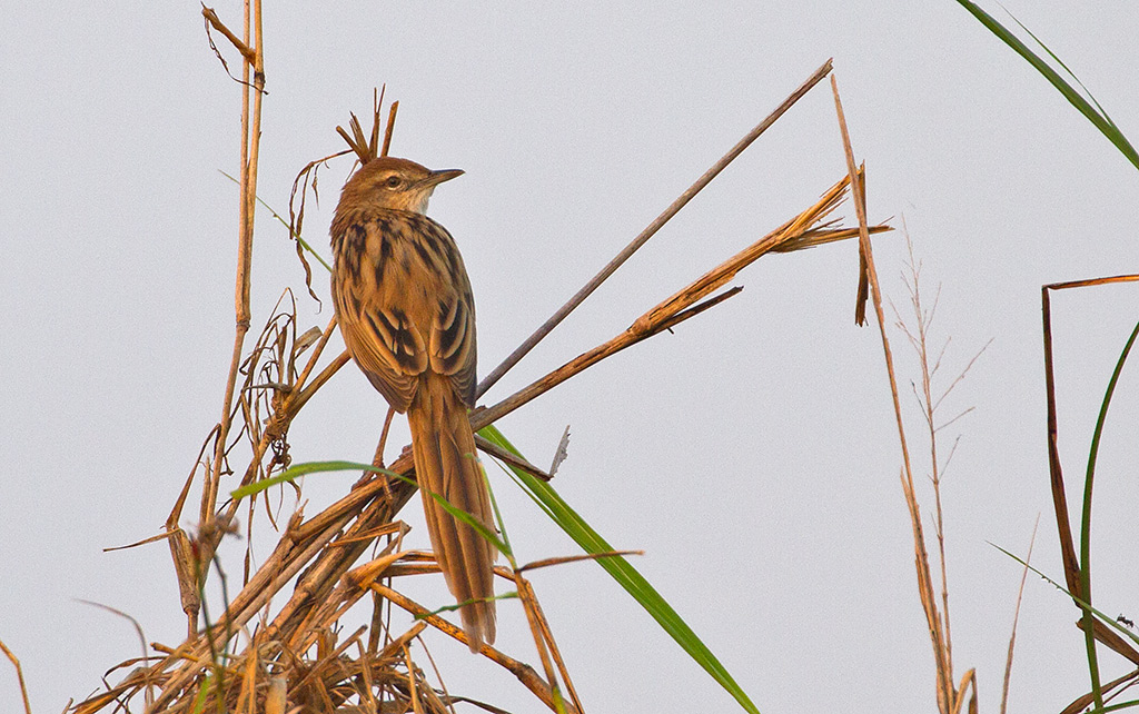 Striated Warbler