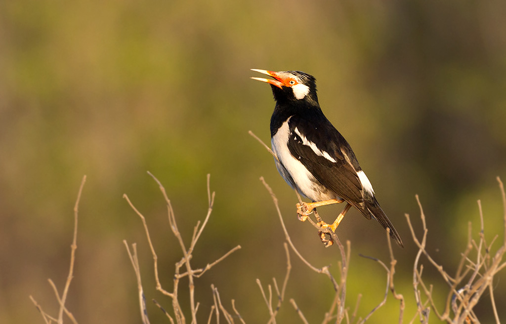 Asian Pied Starling