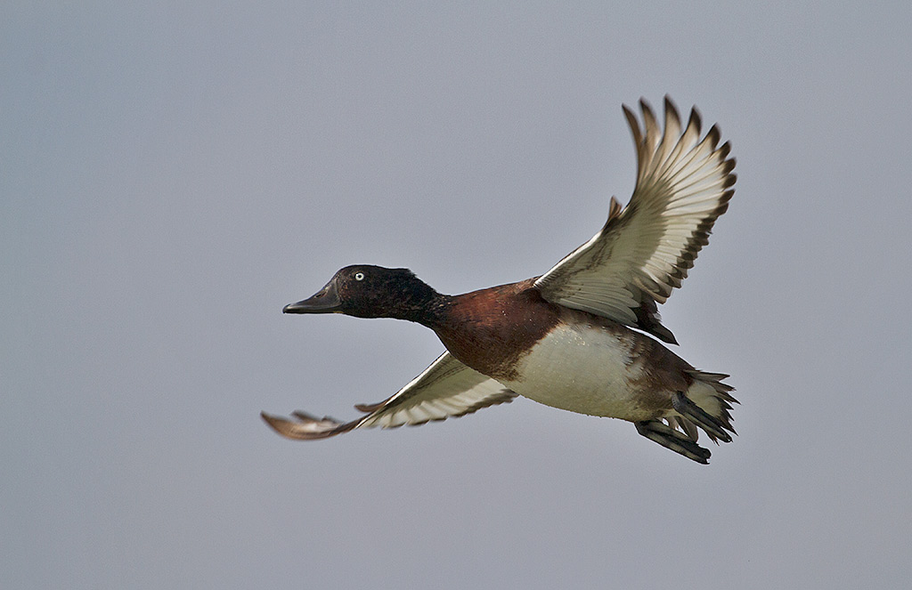 Baers Pochard