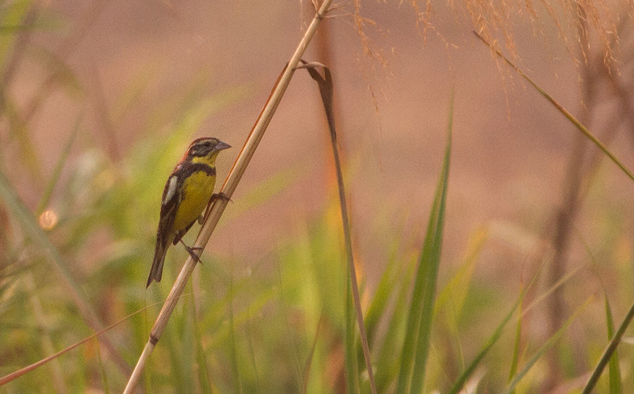 Yellow-breasted Bunting