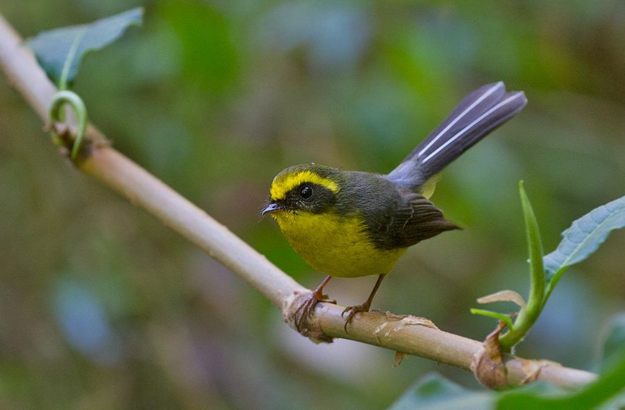 Yellow-bellied Fantail