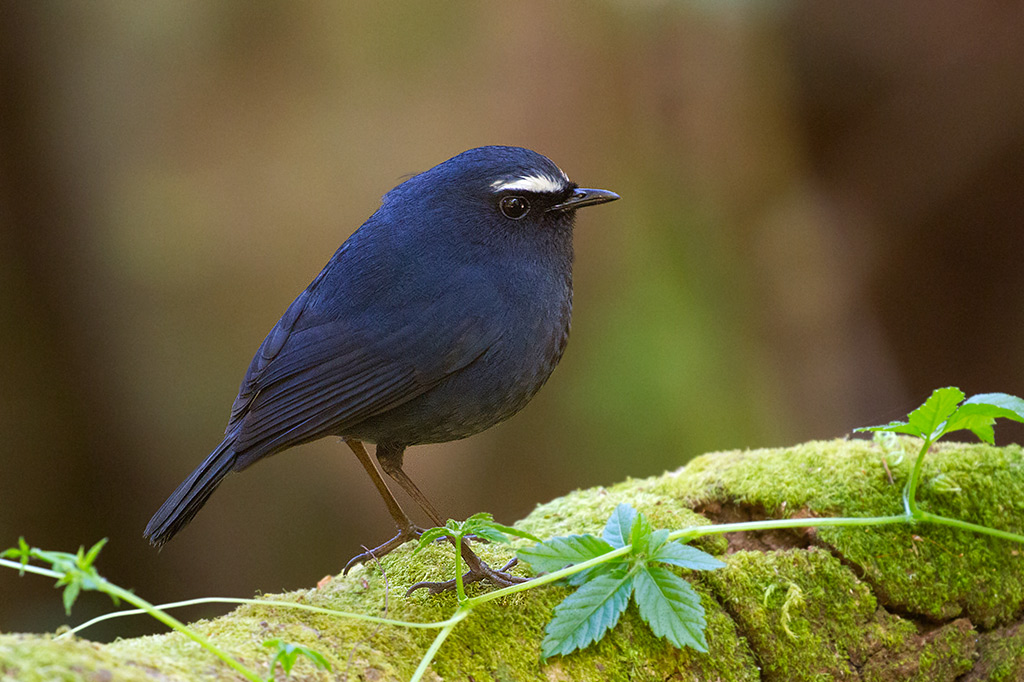 White-browed Shortwing