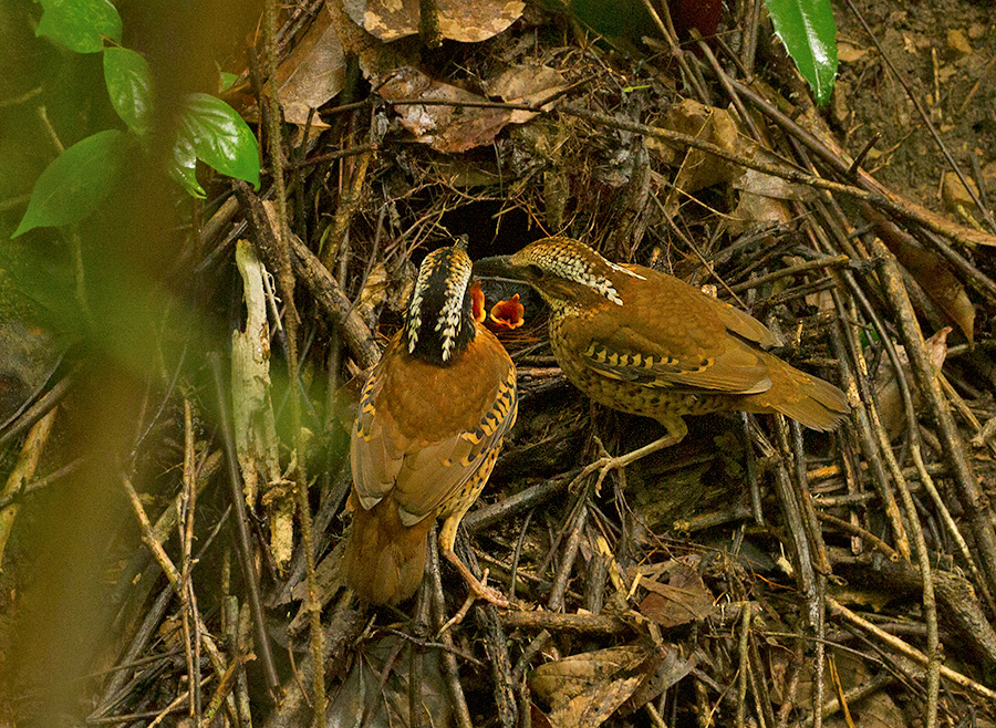 Eared Pitta