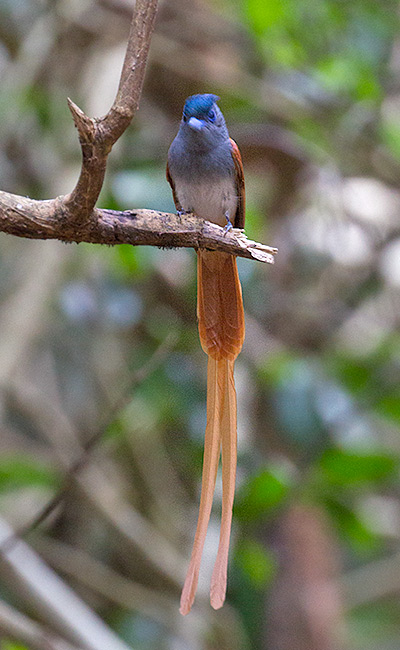 Blyth's Paradise Flycatcher