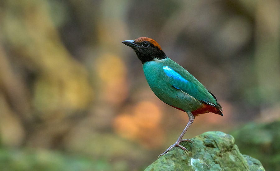 Hooded Pitta