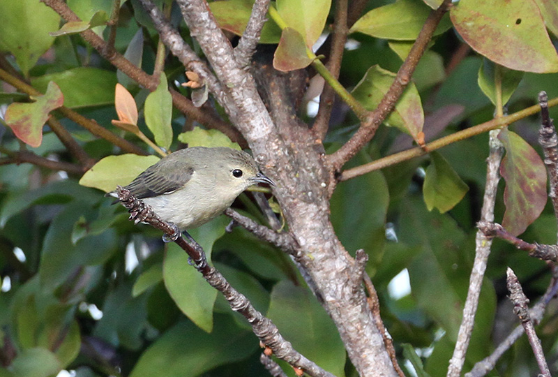 Plain Flowerpecker