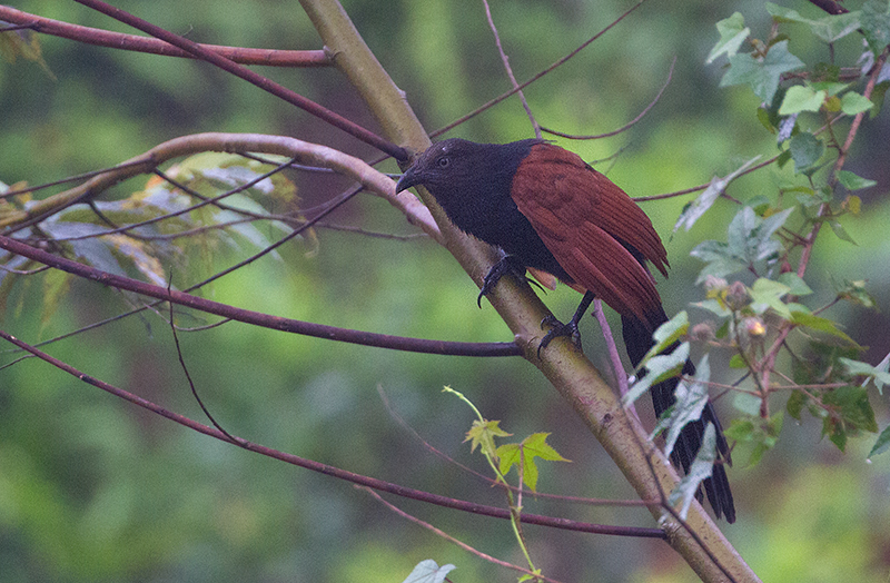 Southern Greater Coucal