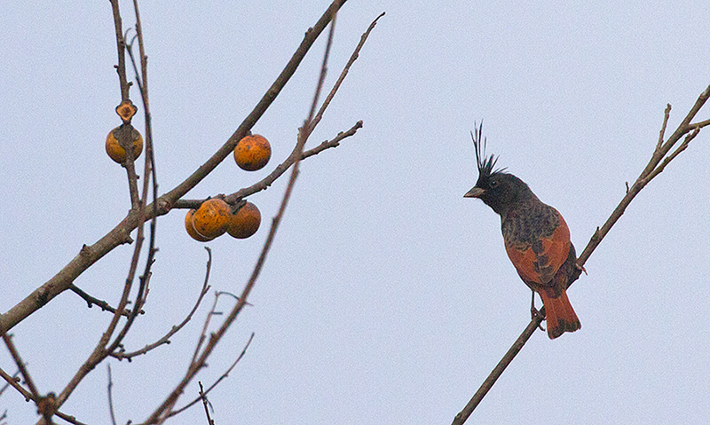 Crested Bunting