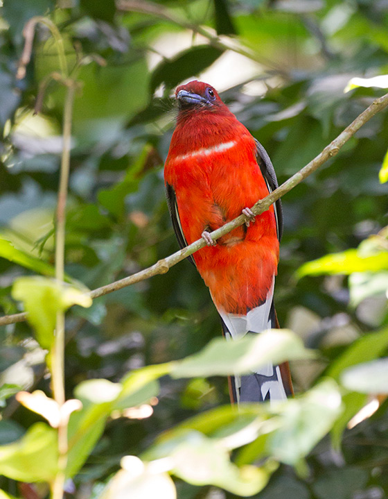 Red-headed Trogon