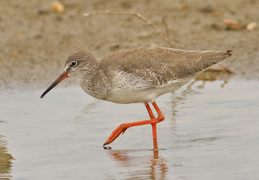 Common Redshank