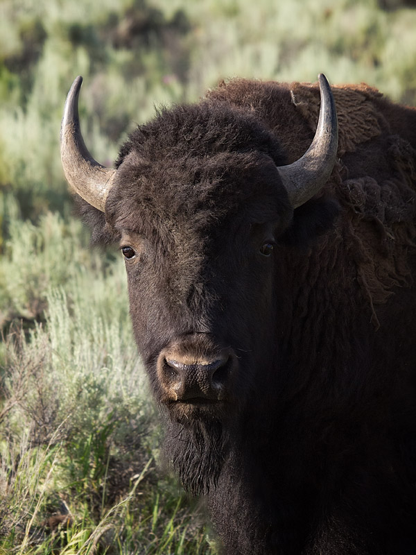 Yellowstone Buffalo 