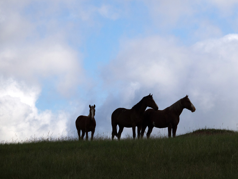 Mustangs Silhouettes 