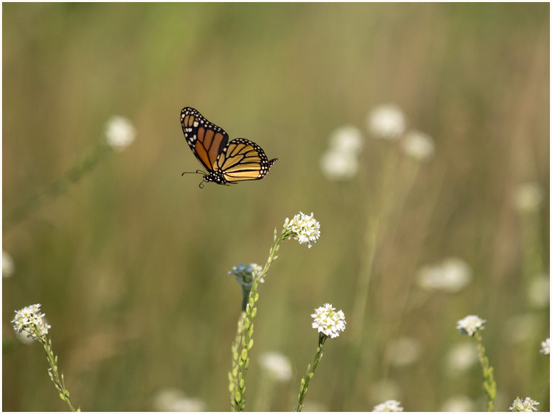 Monarch Butterfly Flying 