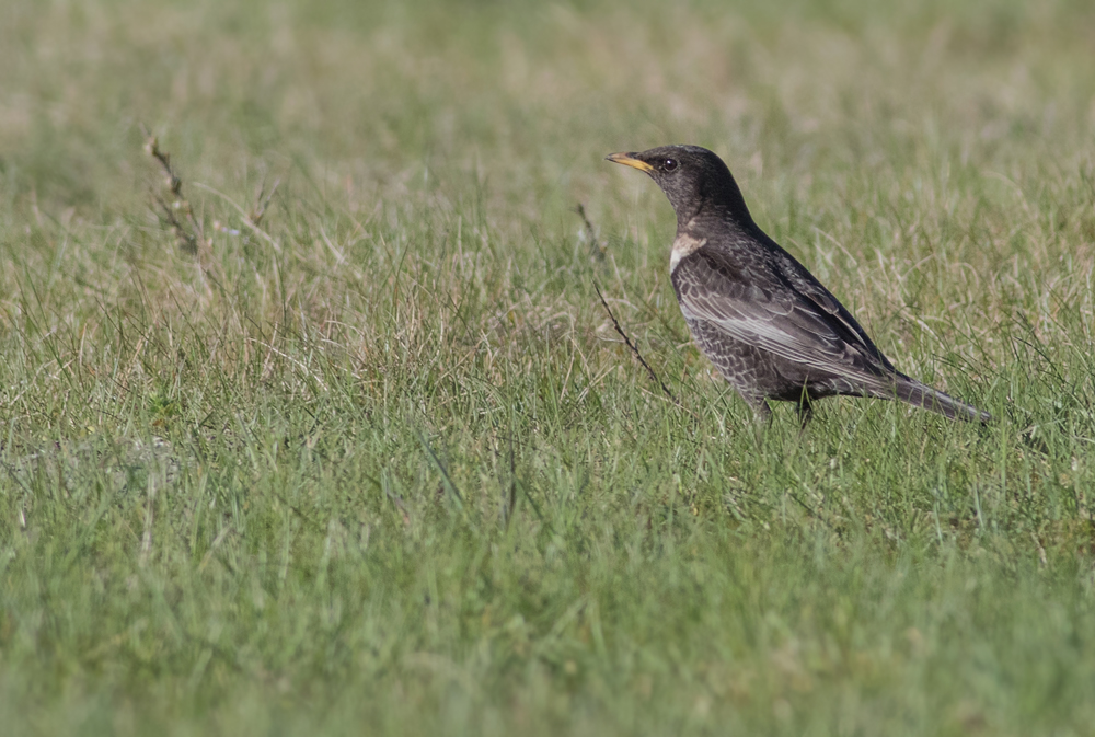 Ring Ouzel - Turdus torquatus