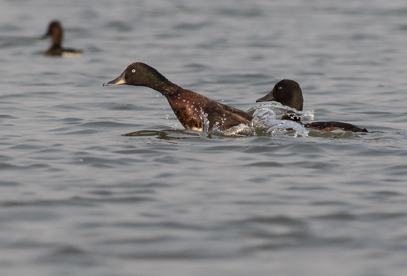 Baers Pochard / Aythya baeri