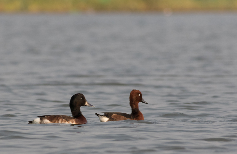 Baers Pochard / Aythya baeri