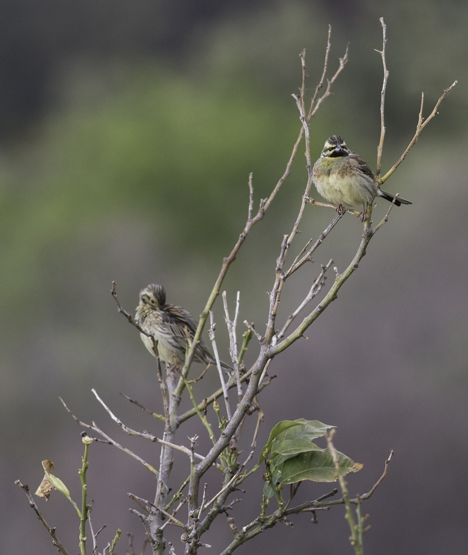 Cirl Bunting - Emberiza cirlus