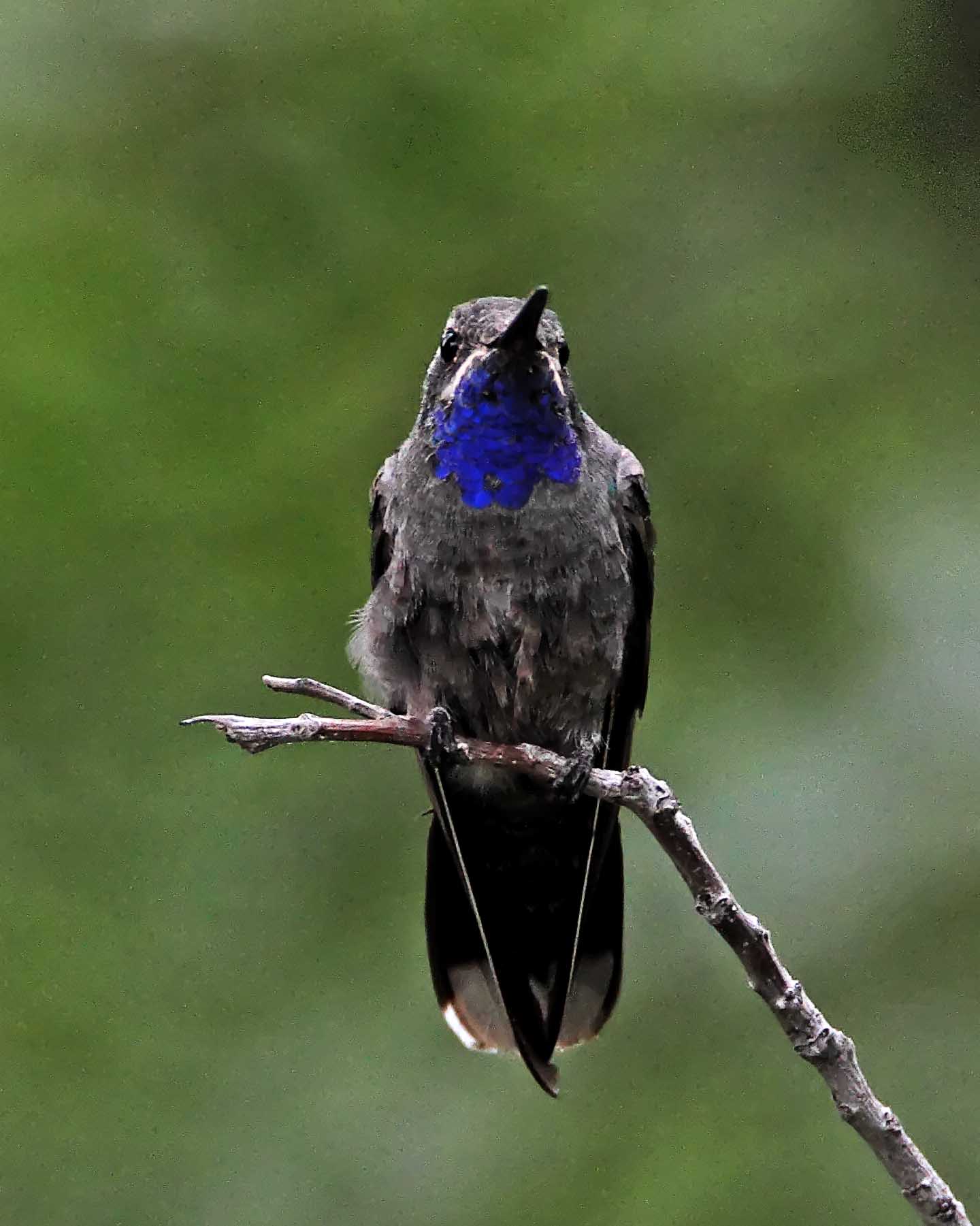 Blue-throated Mountain-gem - male_2260.jpg