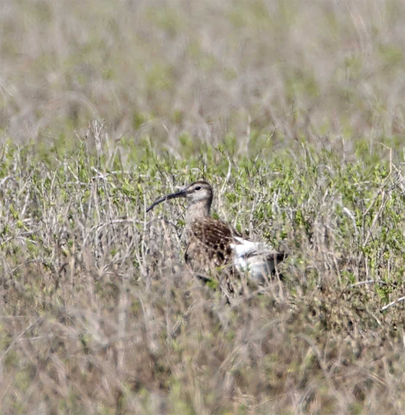 European Whimbrel_9451.jpg