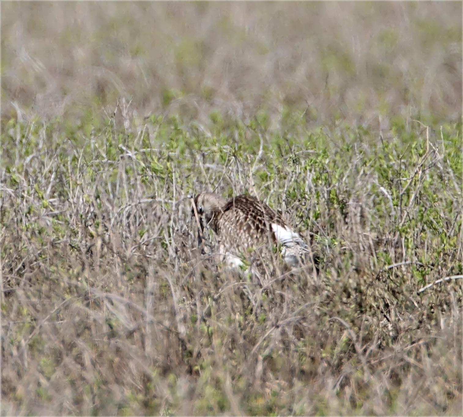 European Whimbrel_9463.jpg
