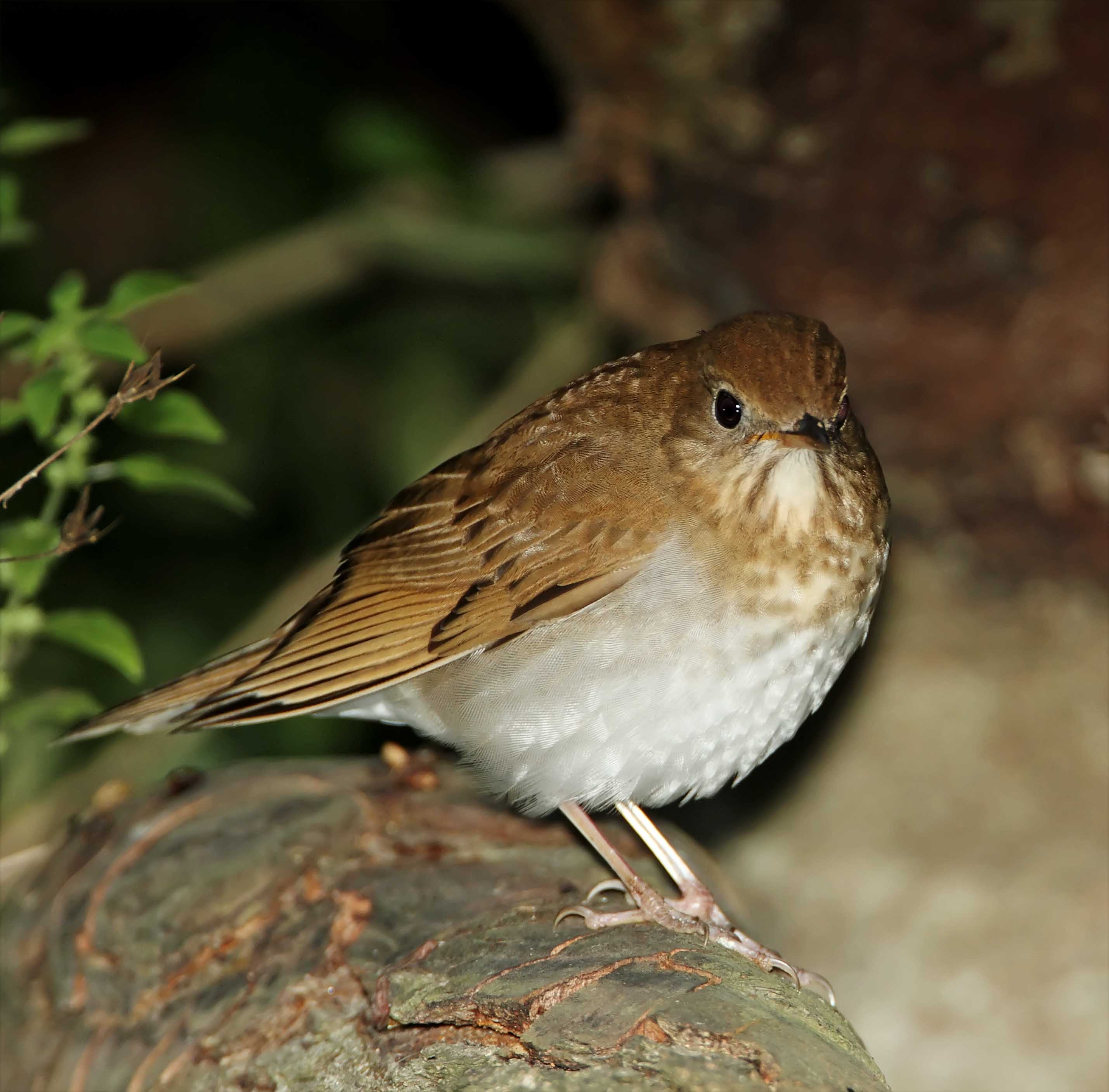 Veery_8656.jpg
