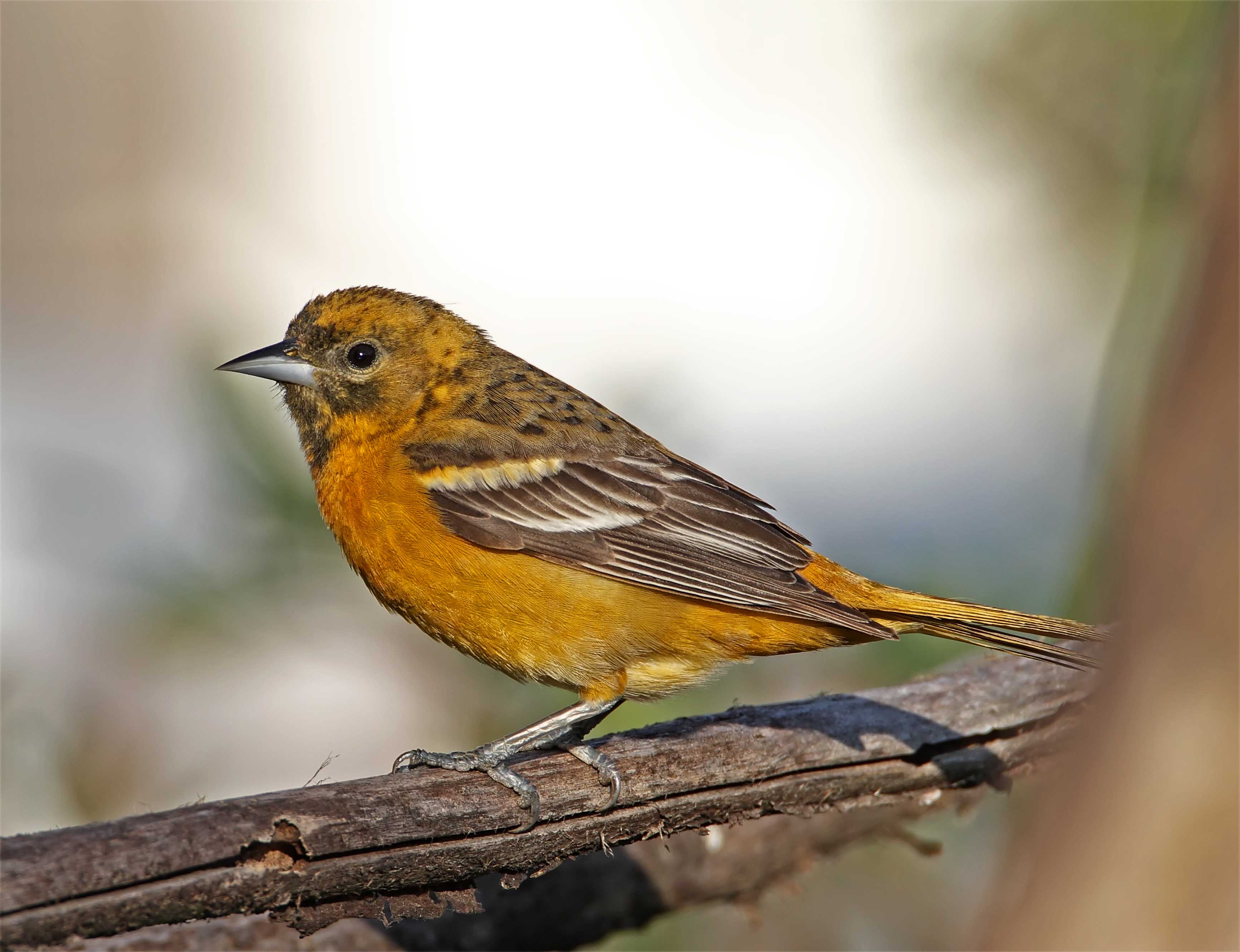 Baltimore Oriole - female_8738.jpg