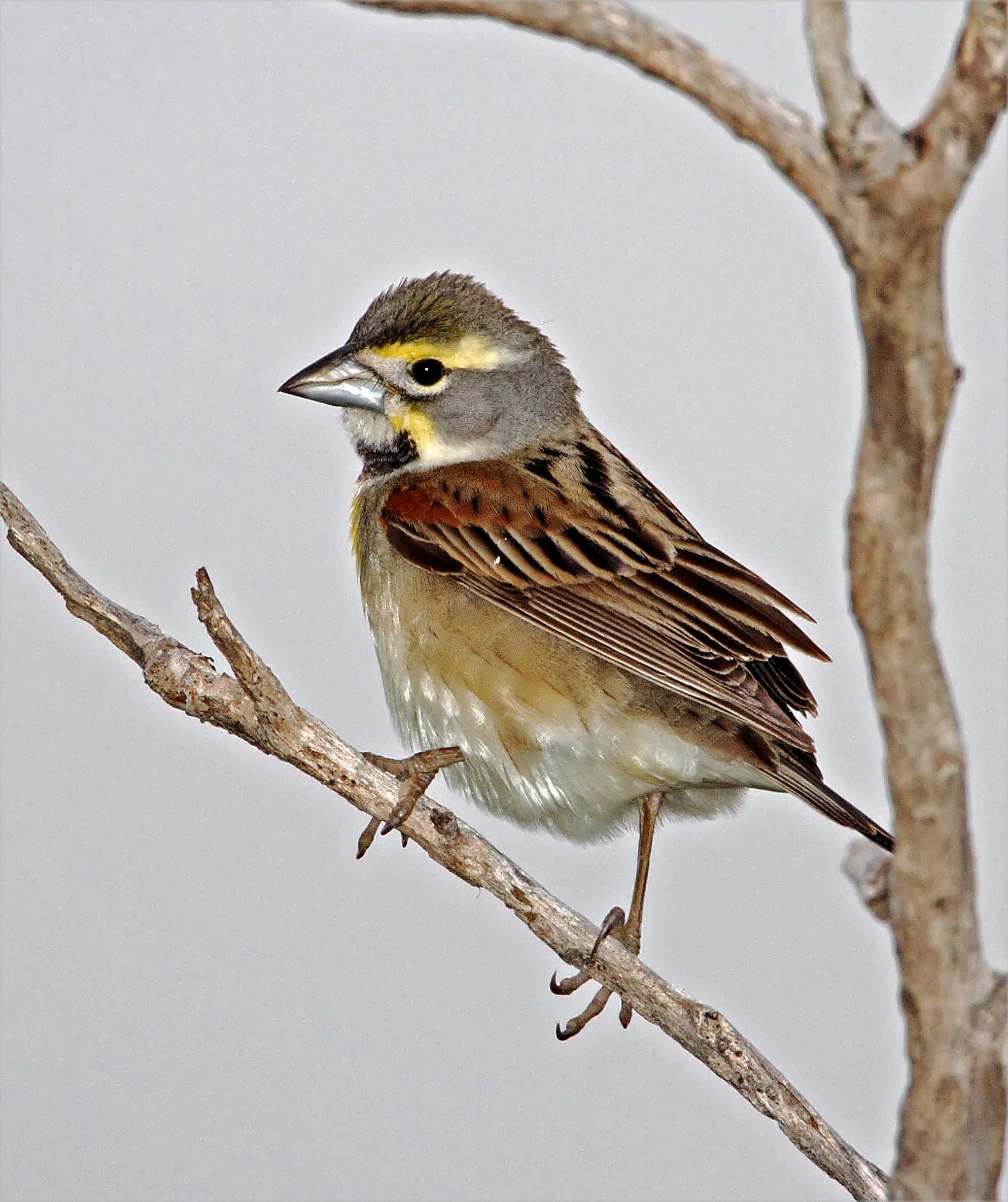 Dickcissel - male_8531.jpg
