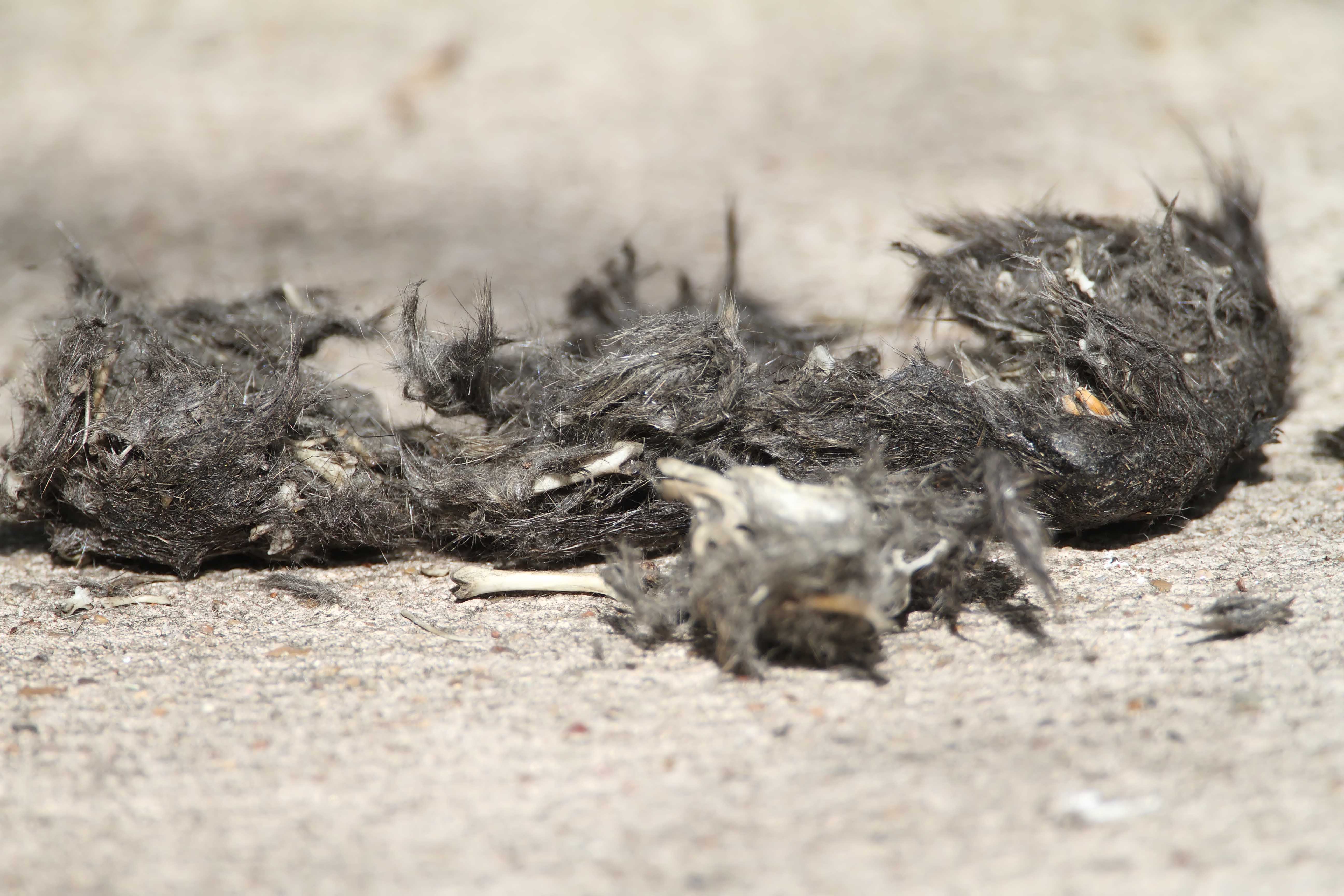 Owl pellet_6838.jpg
