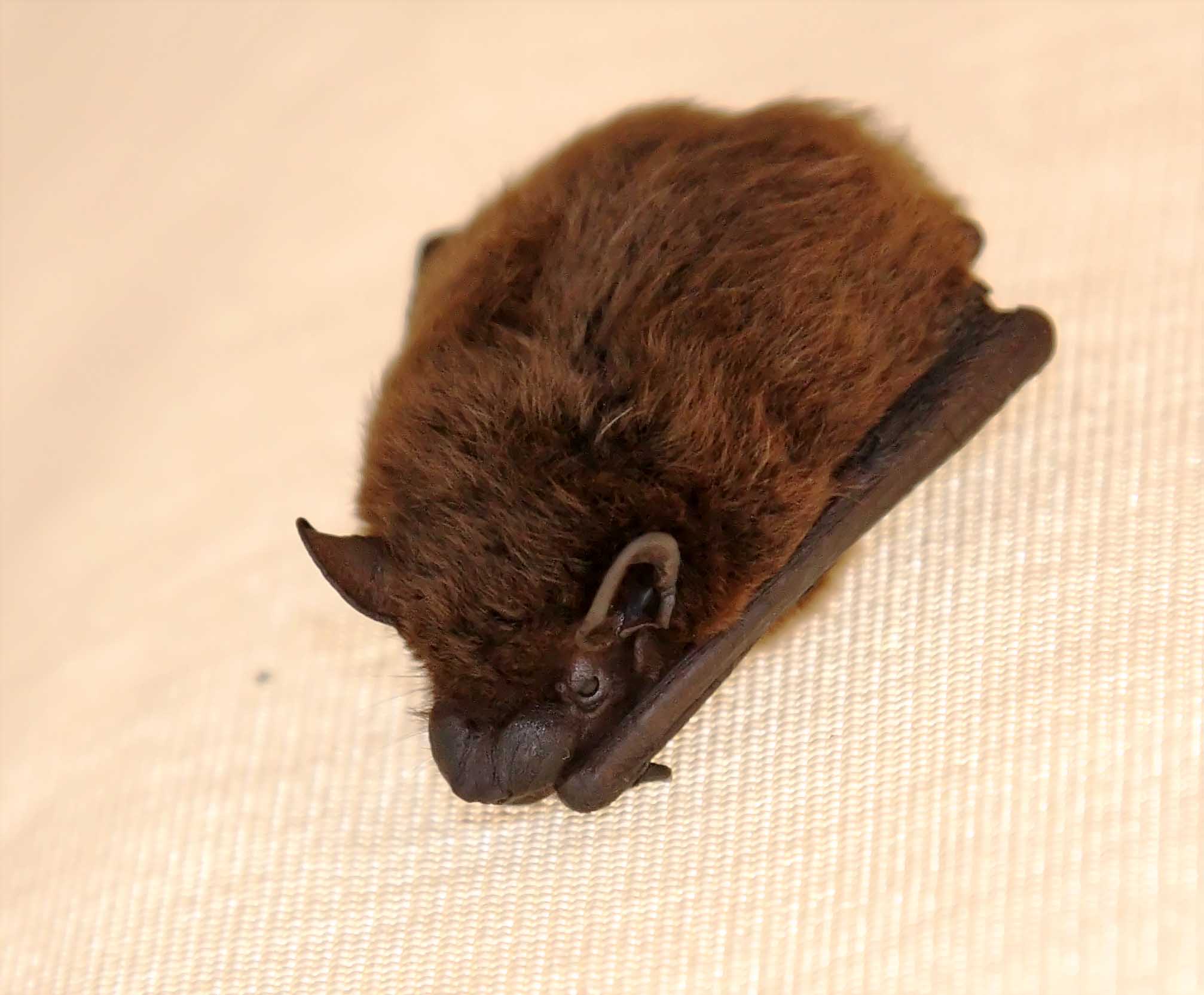Tricolored Bat_5210.jpg