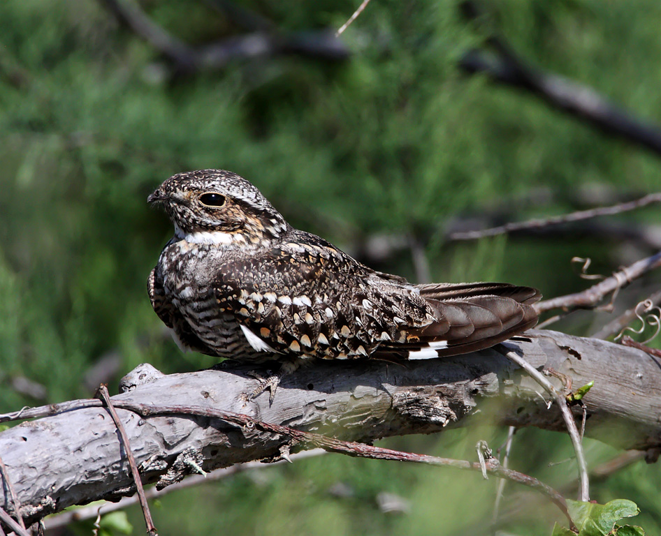 Common Nighthawk_7689.jpg