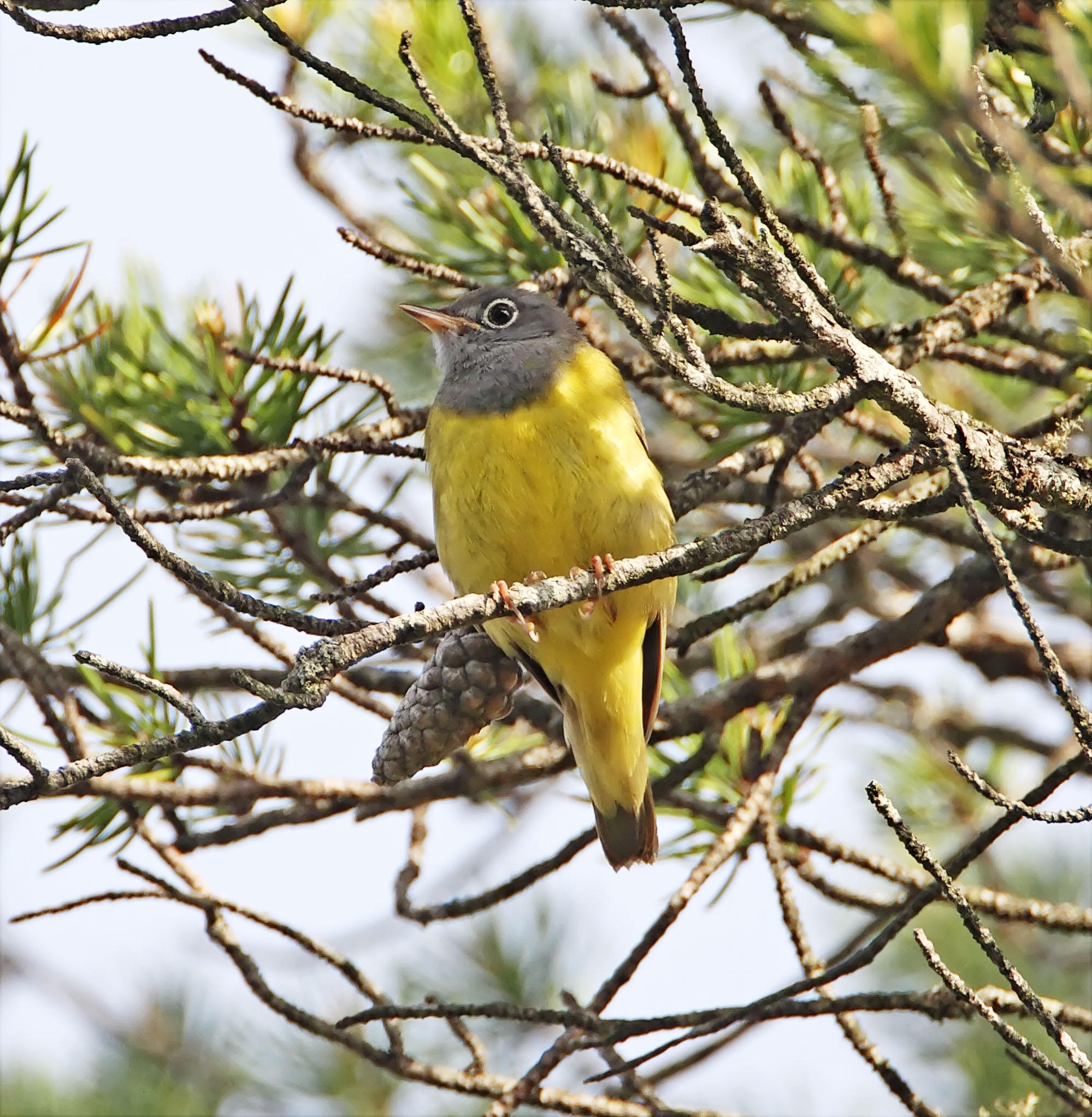 Connecticut Warbler - male_0056.jpg