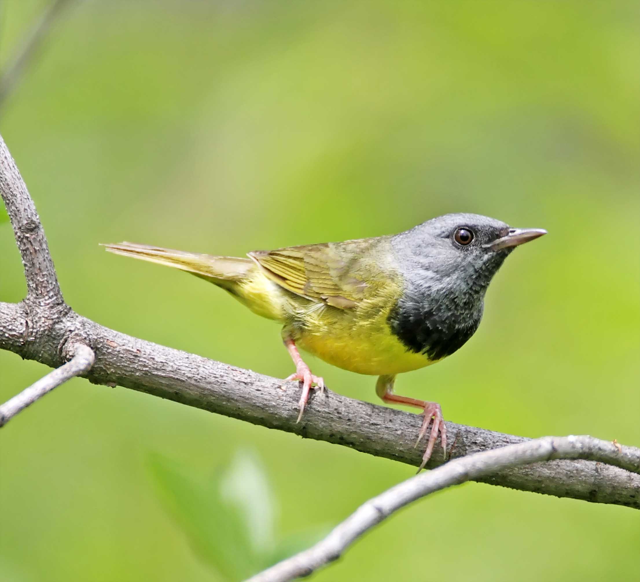 Mourning Warbler_0240.jpg