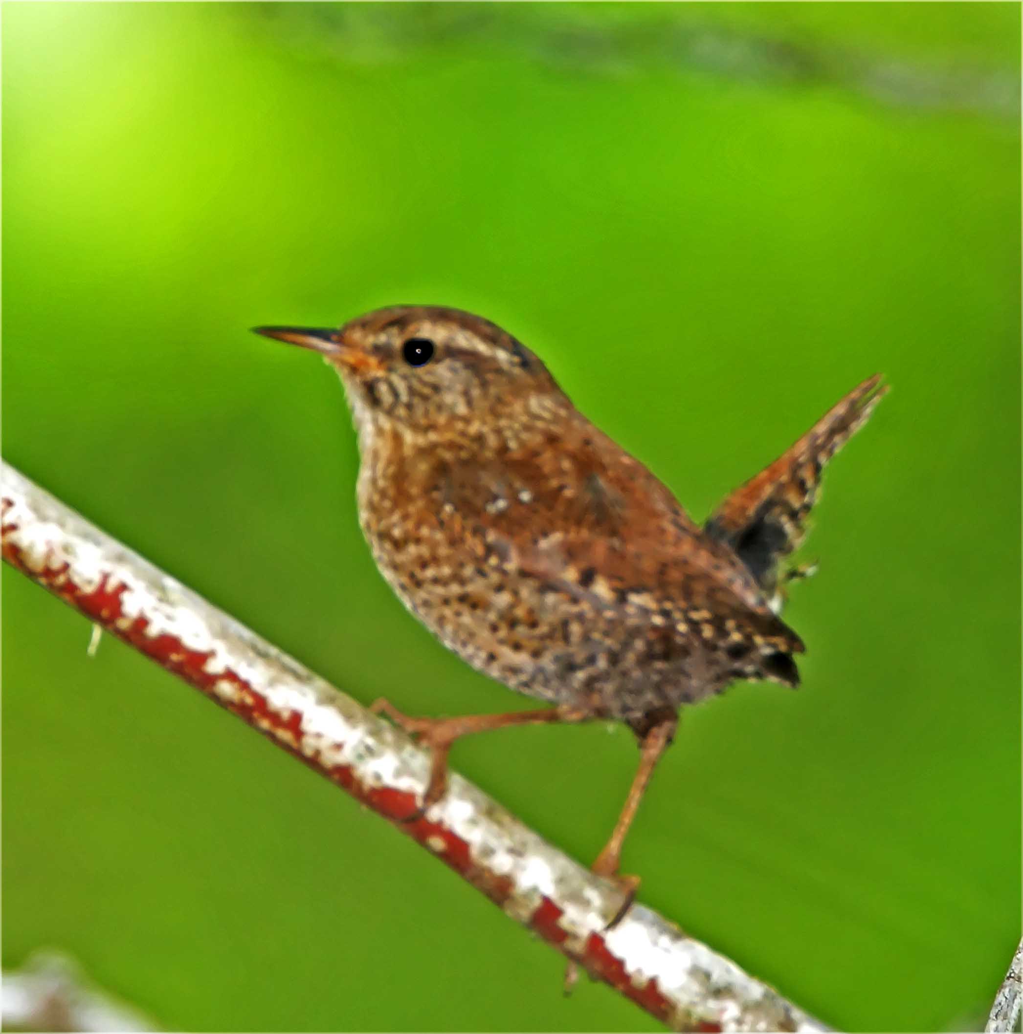 Winter Wren_0857.jpg