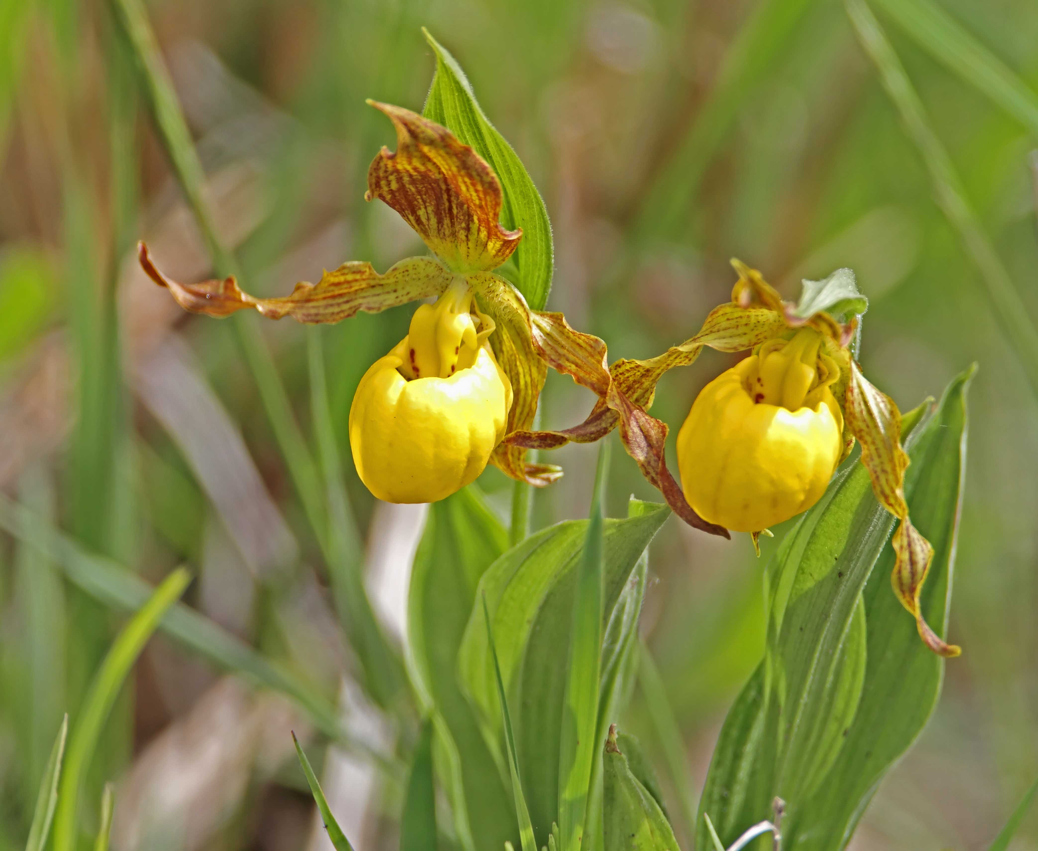 Yellow Orchid_0175.jpg