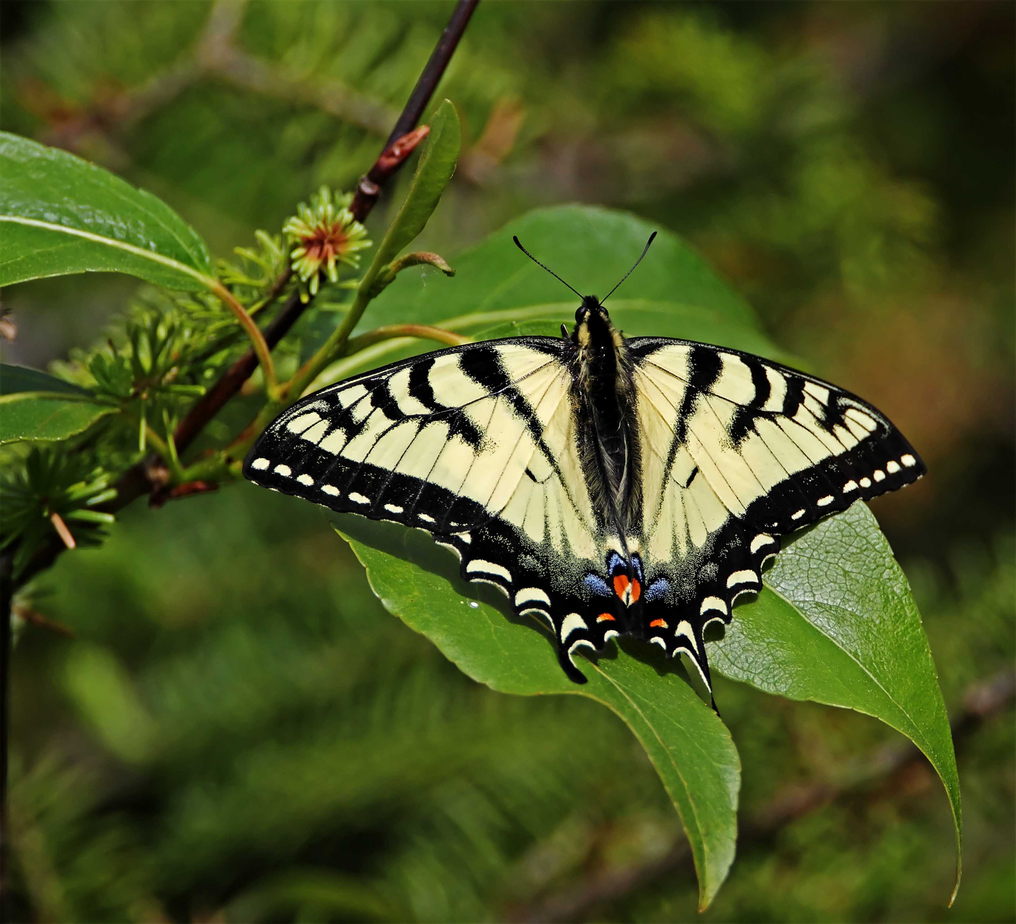Canadian Tiger Swallowtail_0192.jpg